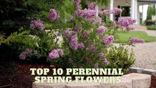 Top 10 Perennial Spring Flowers that Thrive for Years