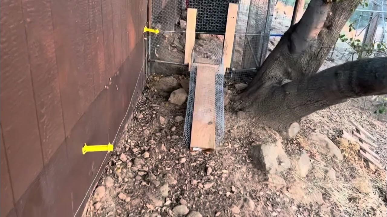 Keep Goats out of Chicken Coop YouTube