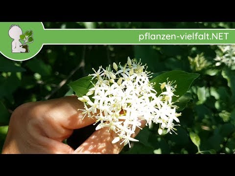 Video: Was Für Ein Wunderbarer Beerenhartriegel