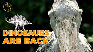Dinosaurs in Africa: Shoebills