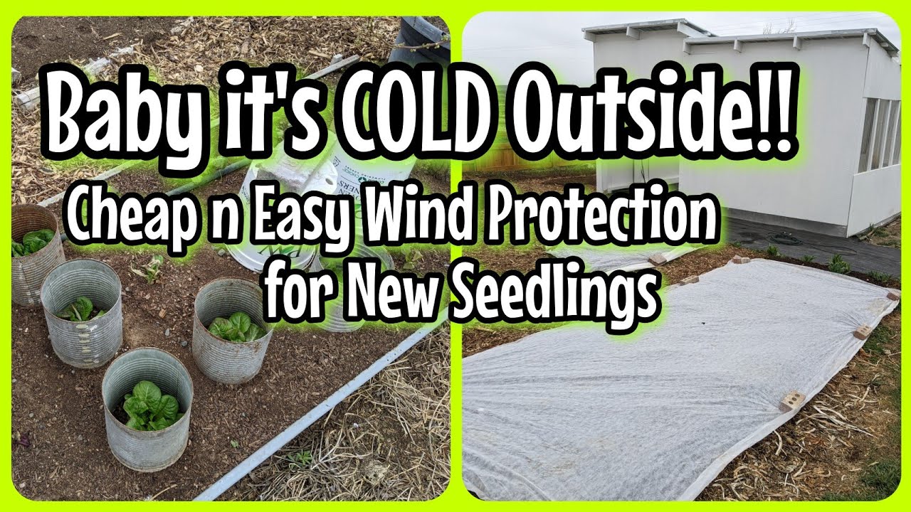 Spring Garden Seedling Wind Protection Ideas - YouTube