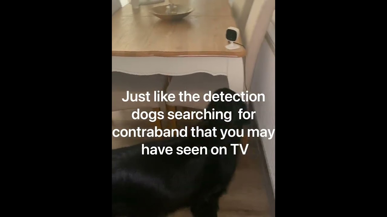 Scent Work Academy- Nose Work for Companion Dogs