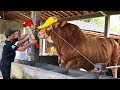 Feeding Calves, Hoofs Treatment, Pretty Girls on the Farm, Milking, Stacking Straw