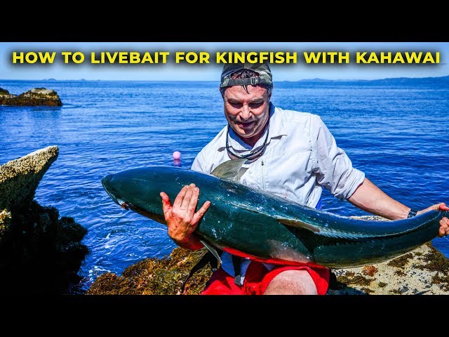 HOW TO CATCH KINGFISH WITH LIVE BAIT KAHAWAI 