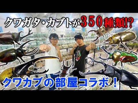 世界最大規模のカブト・クワガタの展示施設がヤバすぎる【クワカブの部屋】