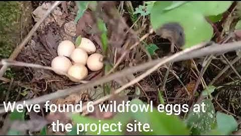 Wild chicken eggs in a nest🐣 #wildlife🐓