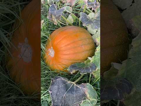 Down The Plot Pumpkin Frost And Envy 6194