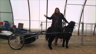 Harnessing Your Miniature Horse  Part Two