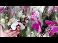 Много Орхидей  Ашан, Икея Оби, Фуд Сити. Выбор, цена, уценка