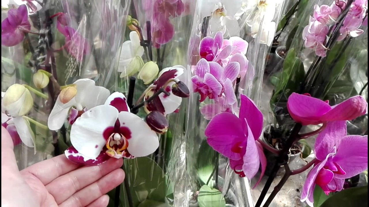 Доставка орхидей по россии. Орхидея фаленопсис Ашан. Flower Symphony фаленопсис. Орхидеи фаленопсисы Оби. Орхидея Оби.
