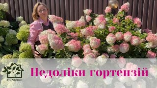 видео: Основні мінуси волотистих гортензій. Сорти: Ваніла Фрейз, Лаймлайт, Фрайз Мельба, Скайфол, Літл Лайм картинка: Основні мінуси волотистих гортензій. Сорти: Ваніла Фрейз, Лаймлайт, Фрайз Мельба, Скайфол, Літл Лайм