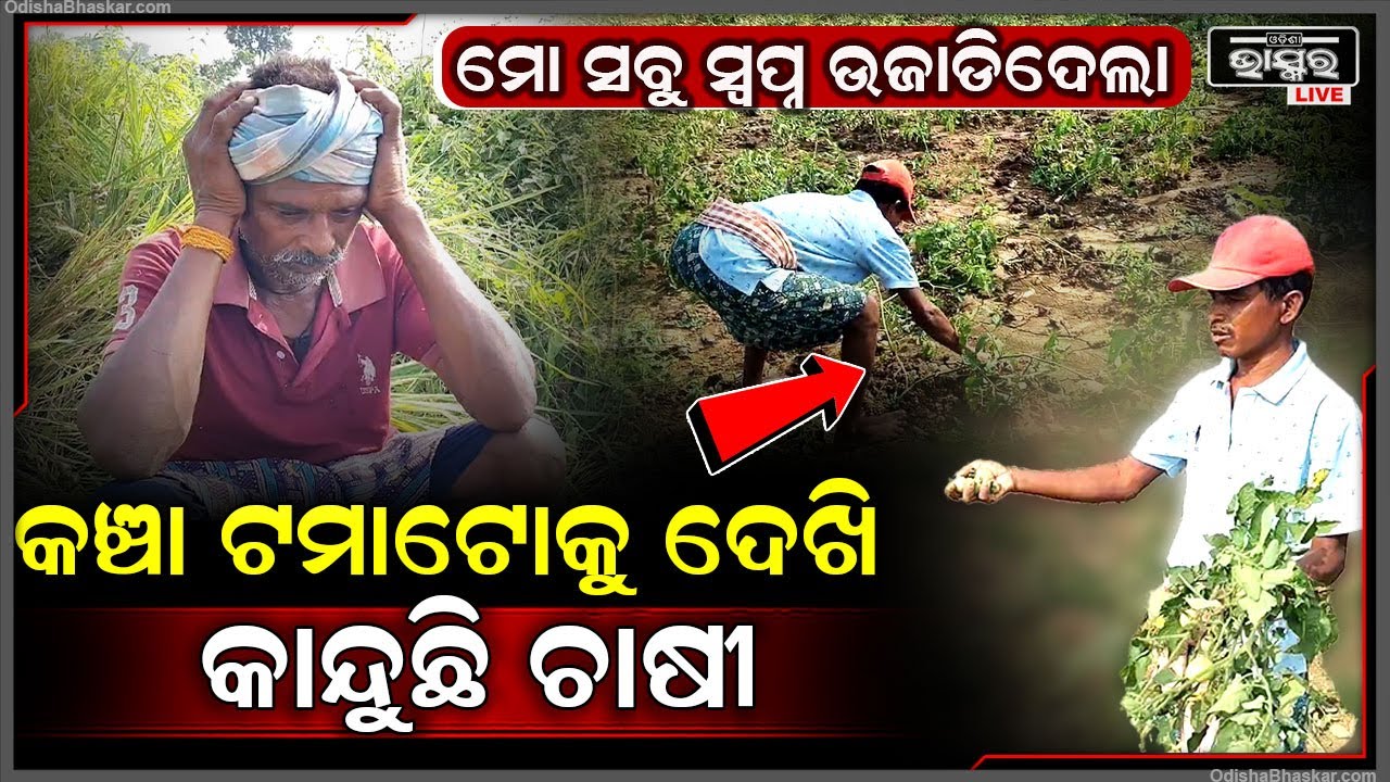 ଚାଷ କ୍ଷେତରେ ଟମାଟୋକୁ ଧରି କାନ୍ଦୁଛି ଚାଷୀ...କହୁଛନ୍ତି ମୋର ସବୁ କିଛି ମାଟିରେ ମିଶିଗଲା...