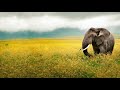 TEKIU - Wonderful chill out music (Africa, Asia, Oriental theme mix)