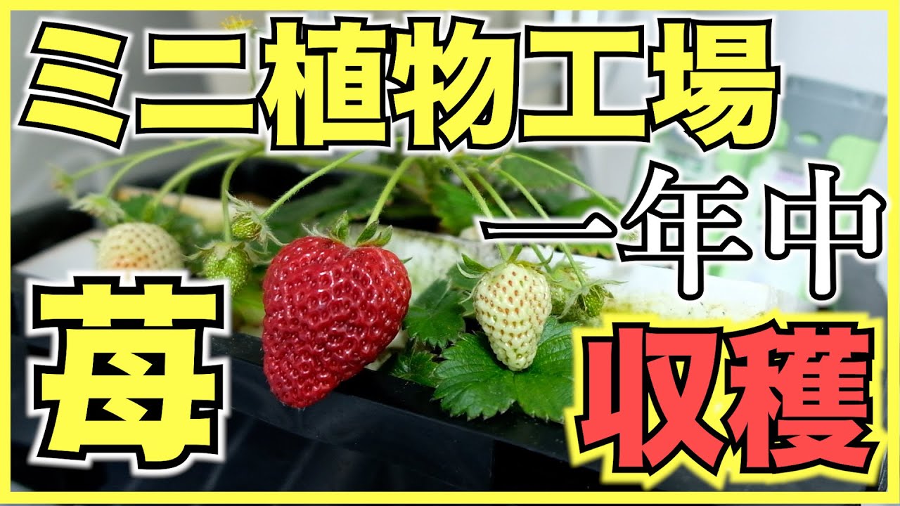 植物工場 いちごをミニ植物工場で収穫 種から室内で水耕栽培とledで苺を育てる方法と糖度 注意点 ビジネスとして儲かるのか Youtube