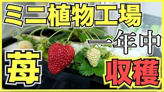 【植物工場】いちごをミニ植物工場で収穫！種から室内で水耕栽培とLEDで苺を育てる方法と糖度,注意点【ビジネスとして儲かるのか？】