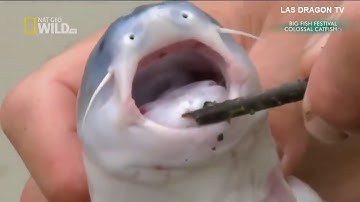 Câu thủy quái ở Amazon - Tập 2