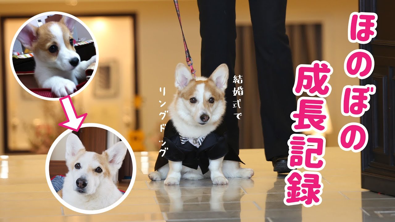 コーギー犬ノエさんの成長記録 2カ月 8歳 Youtube