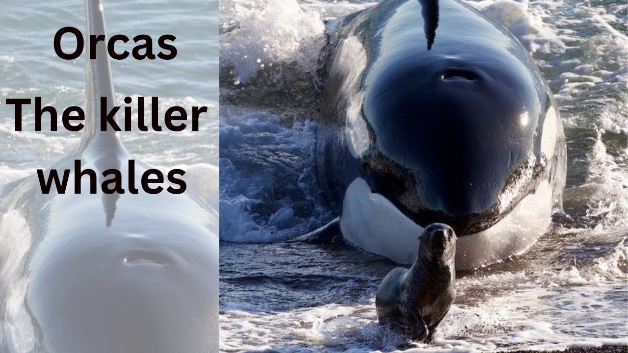 Discover The Majesty Of Orcas | Five Fascinating Facts About Killer ...
