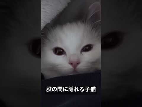 Vlog #38｜股の間に隠れる子猫 #shorts #テミー #ラグドール #猫 #子猫 #アンダーテール