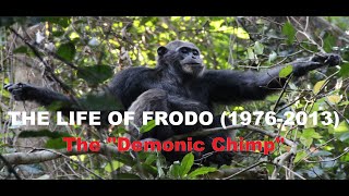 The Life Of Frodo The Chimpanzee 1976-2013
