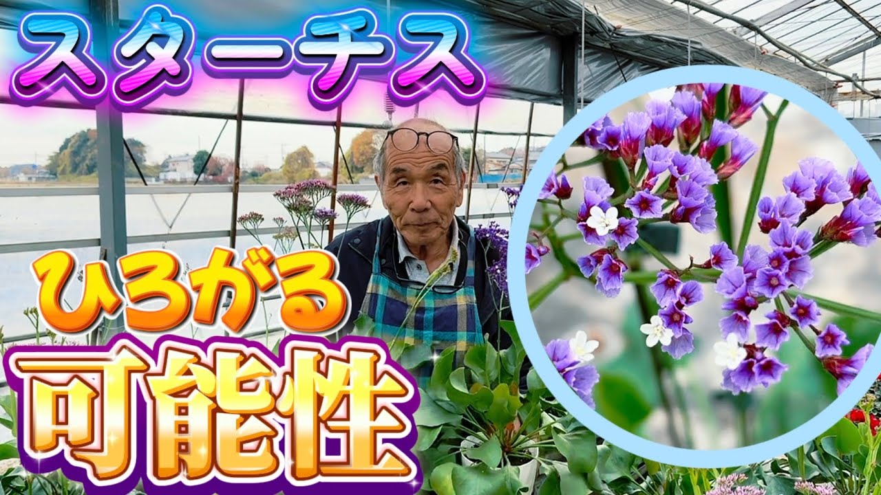 The hidden potential of statice [Horticulture Nobu Channel