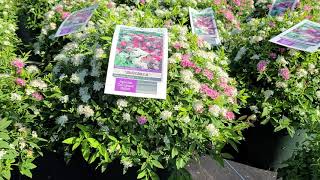 Spiraea Shirobana (Japanese Spirea) /STUNNING Pink, White & Deep Pink Flowers All On The Same Plant!