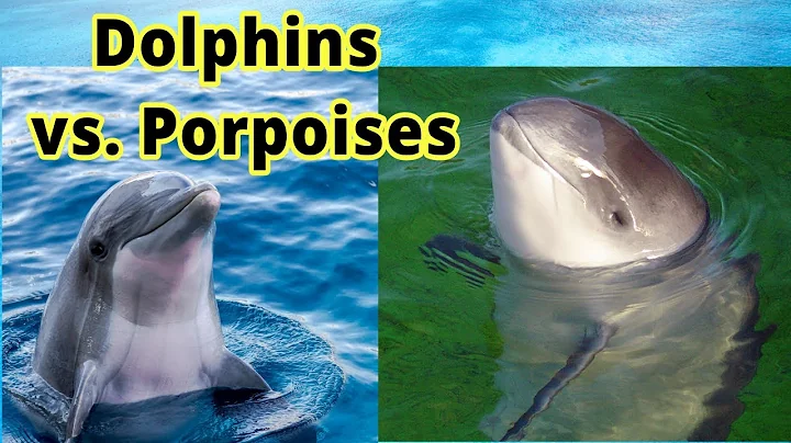 Dolphins vs. Porpoises: How to Distinguish Them??? - DayDayNews