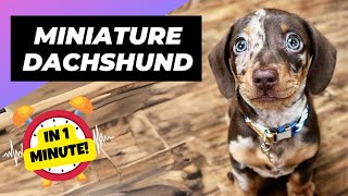 Miniature Dachshund 🌭 Cutest Sausage Ever! | 1 Minute Animals