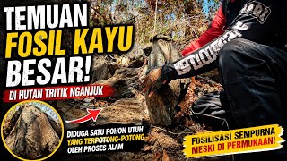 Massive Petrified Wood Discovery in the Tritik Forest of Nganjuk