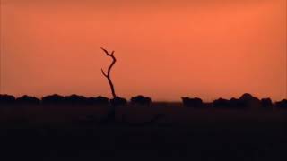 Great ! Migration !  ! Wild ! Ones !  ! Episode 11  Free Documentary Nature