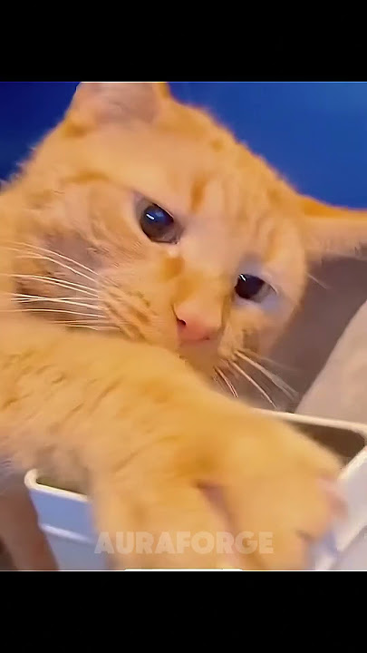 Last Cat Had A Bit Too Much | Cats Can’t Overindulge