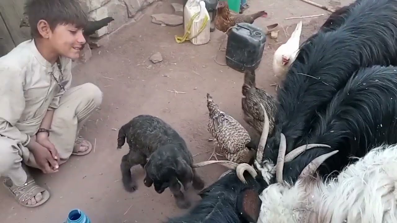 گڈان چرگی بکری بچی 2026Baby goat, baby goat