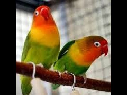suara aneh burung-burung lovebird 