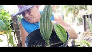 Variegated Whalefin Plant propagation , repotting and tips