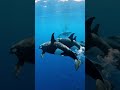 When Orcas Analyze Before Attacking | Intelligence Before Power