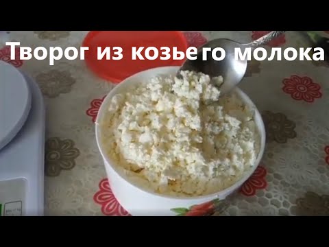 Творог из козьего молока в домашних условиях