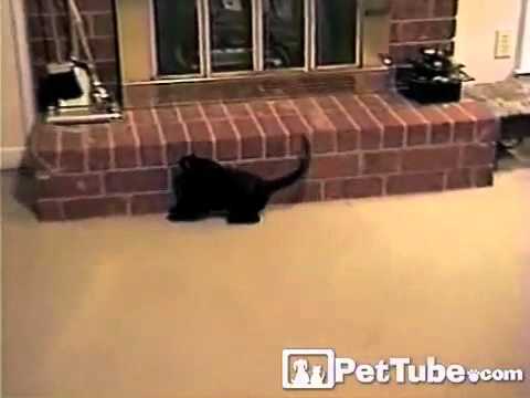 kitty's-gymnastic-floor-routine--pettube