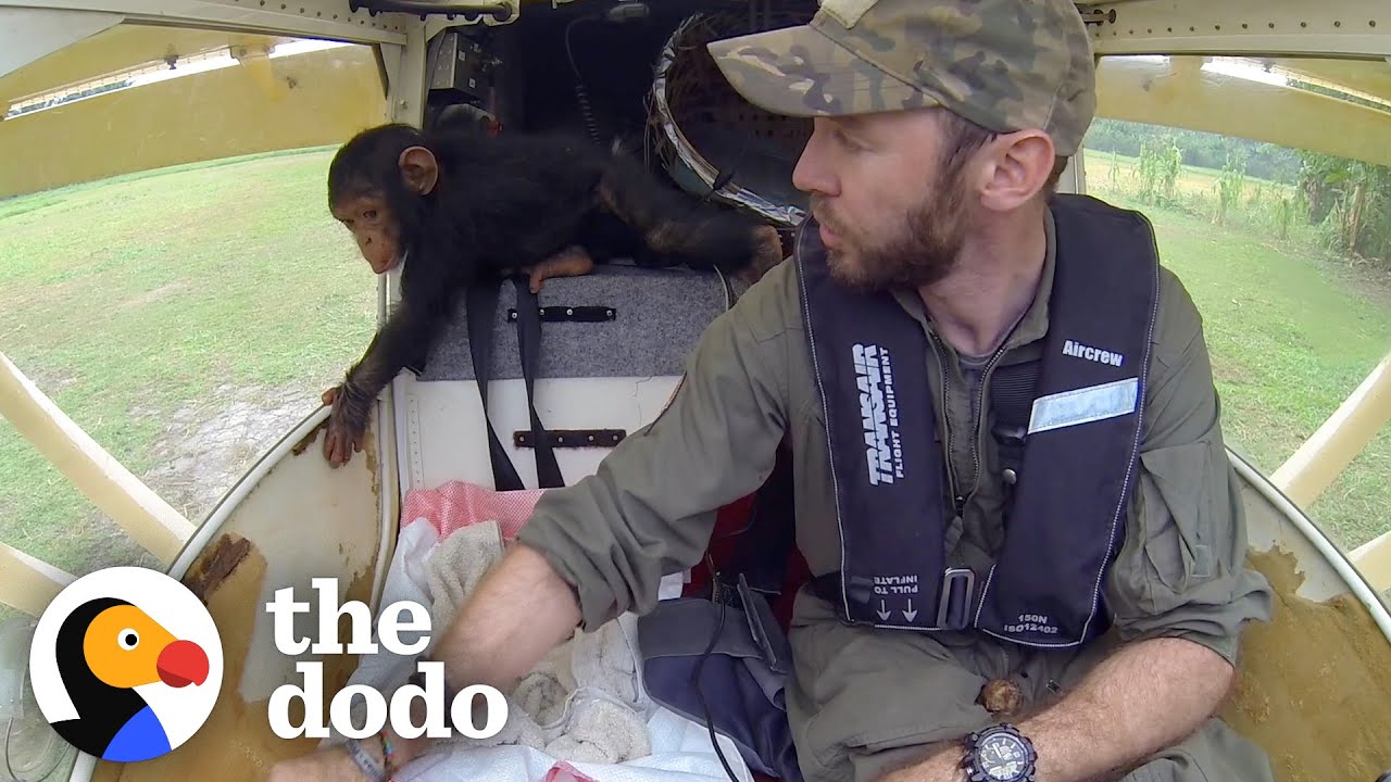 Baby Chimp Falls Asleep In Pilot's Lap While They Fly To Safety The