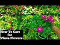How to care for vinca in summer 
