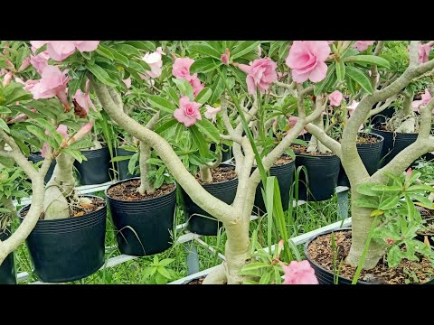 Video LÔ SỨ KỲ DUYÊN CHIẾC ZIN 100K CÂY (12/11/2022). LH... - youtube