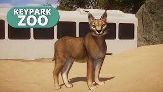 The Caracal! | Keypark Zoo Live