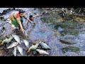 Living Where Most Fish, Catch A Lot Of Fish - Catch Fish From In Stream