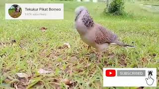 Merbok Suara C full meratus pujuk BH... Mengajar burung merbok baru suara kecil merbok kampung..