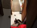 Wake up papa! #boatlife #boatcat #ragdolls @pennytheboatcat