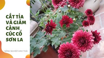 Cách cắt tỉa và giâm cành cúc cổ Sơn La I Nông nghiệp sinh thái