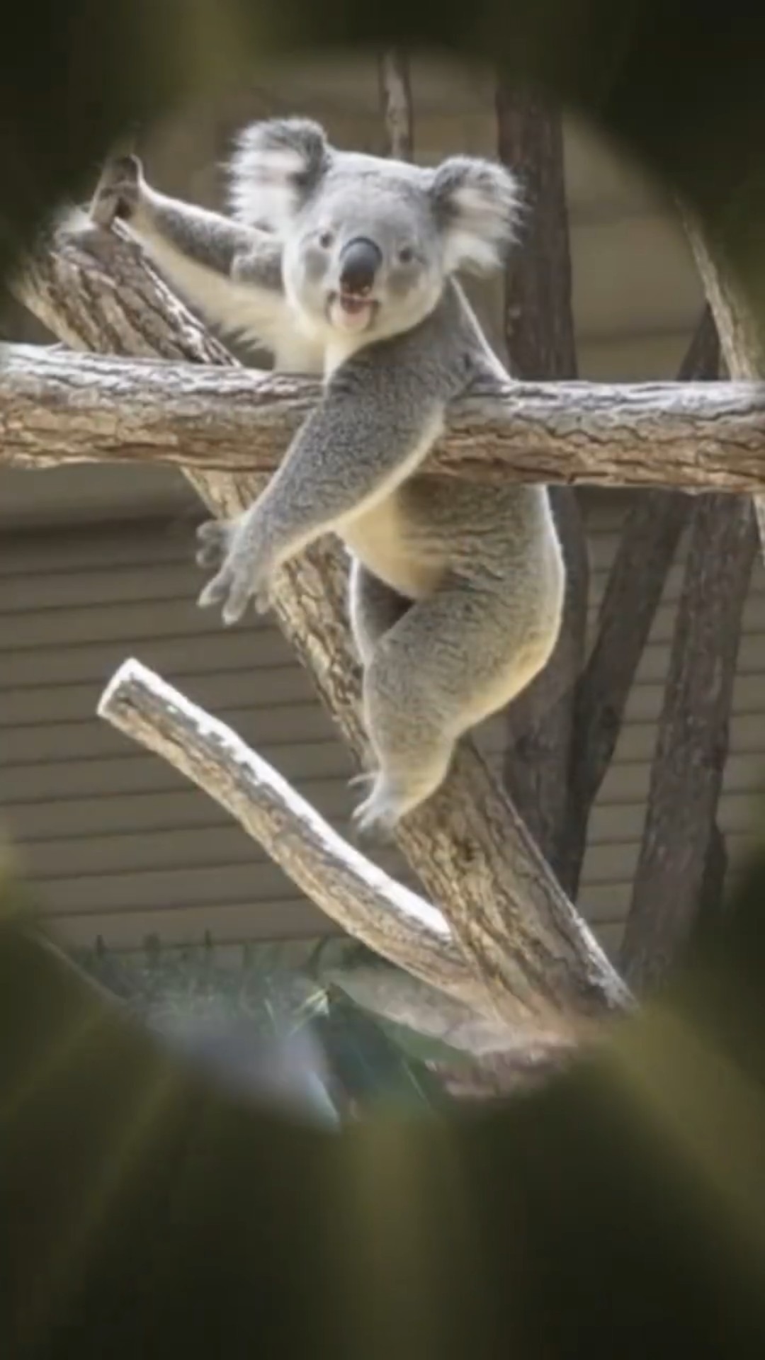 おもしろコアラⅨ【Funny Koala Ⅸ】 - YouTube