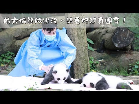 《熊貓主題趴》前方偷熊賊出沒，請看好隨身團子！| iPanda