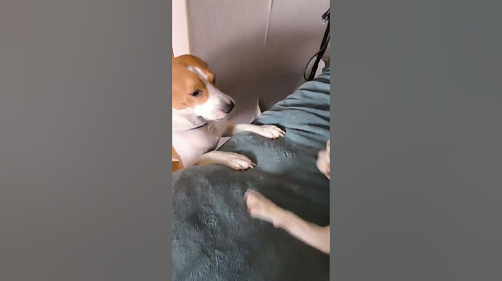 Забавные игры биглей. У Лексы появился старший брат Бруно #бигль #puppy #щенок #собака #beagle #dog
