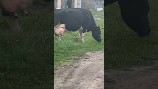 Big Bull #Bulls  #Farming #Cow #Farmlife #Farm #Dairy #Animals