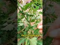 #garden #plants #farm #agriculture #planttiktok #vegtables #gardening    f0172b